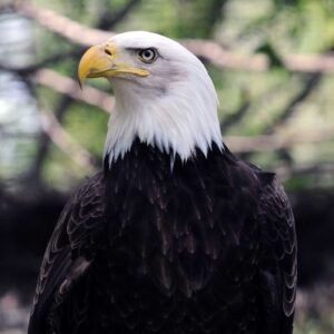 The Bald Eagles (Adopt-a-Critter)