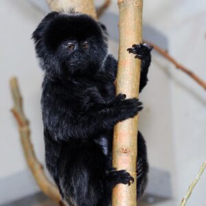 The Goeldi's Monkeys (Adopt-a-Critter)