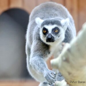 The Ring-tailed Lemurs (Adopt-a-Critter)